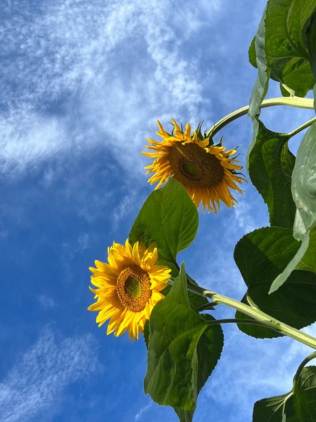 Szafyna hd actress pics