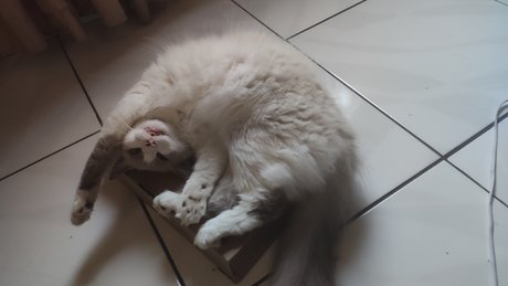 Grobin pornstar nude pics