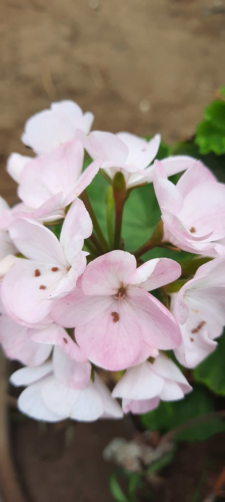 Fiorella hd actress picture