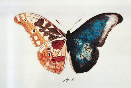 oscar peter porn star pictures