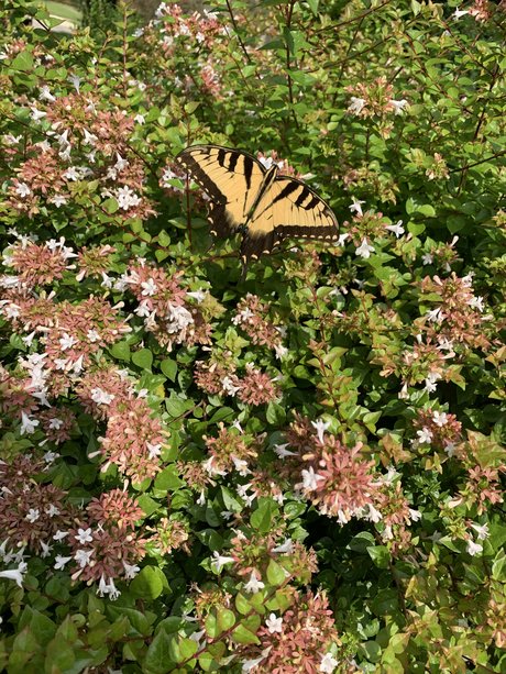 Kate Smith star porn pics