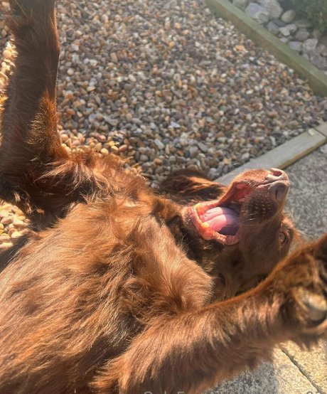 leorose02 erotic star images