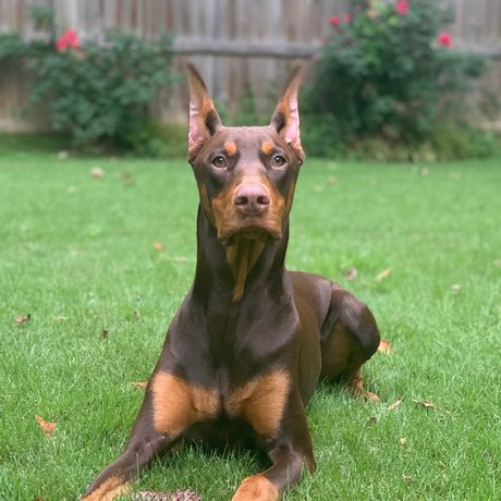 Knox amp ampBear nice pornstar images