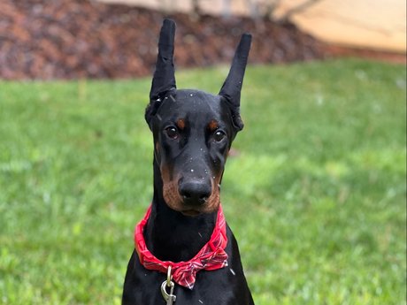 Knox amp ampBear star adult image