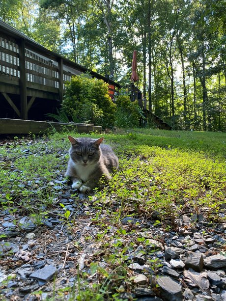 Madonnamashed art star images