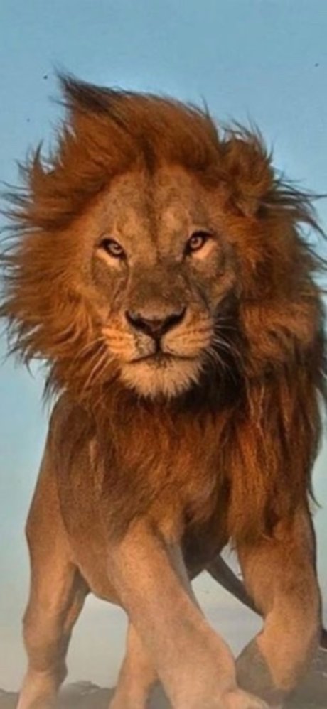 Lionel77 model pornographic photo