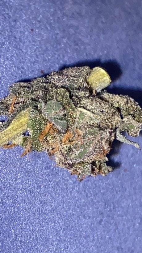 Memento Mori nudes star picture