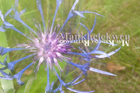 Mankhelekwen star best image