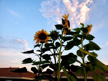 Hot amp amp Spicy Tofu pornstar beautiful pictures