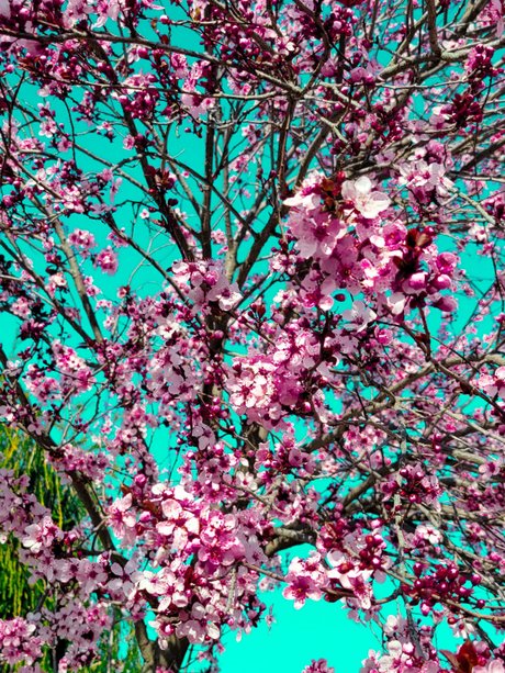 Maddawg hd pornstar pics