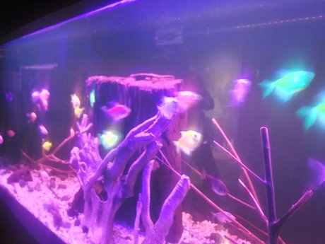 wala creative art star images