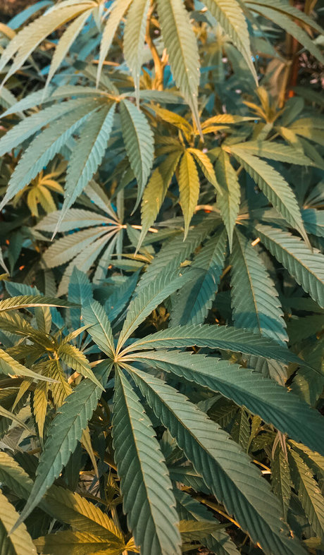 pawg amateur onlyfans hot sexy pics