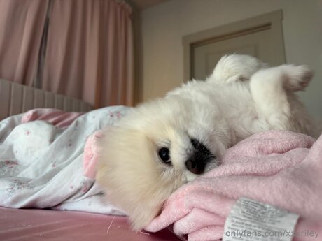 shemale handjob onlyfans porno photo