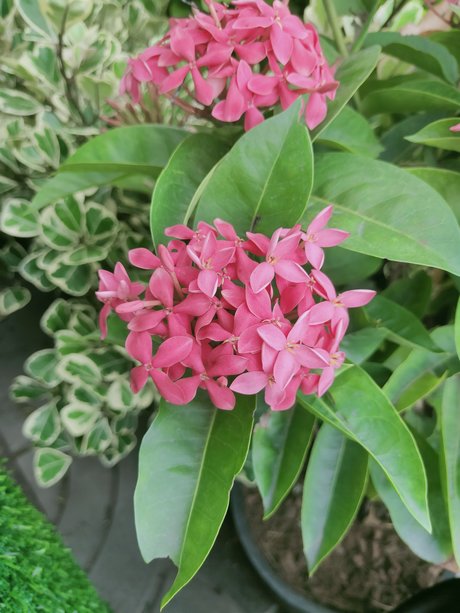 Kenji12 model perfect photos