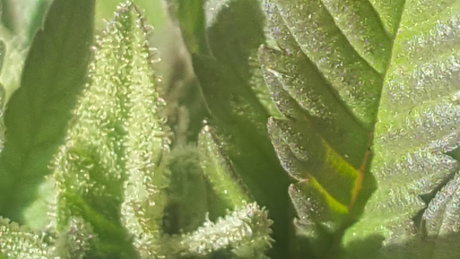 Meandmygirls exclusive pornstar pics