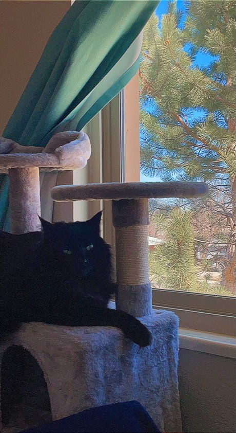 phthalo free actress pics