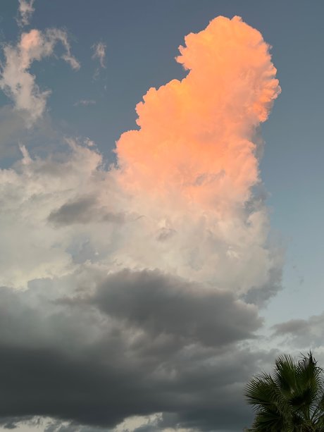 Datsun model pretty image