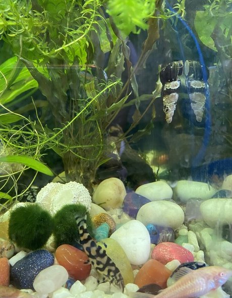 feedee onlyfans sexy naked images