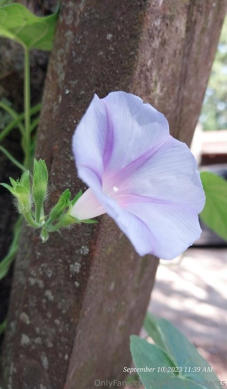 pinkplushieplants beautiful model img