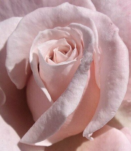 princessapril model perfect photo