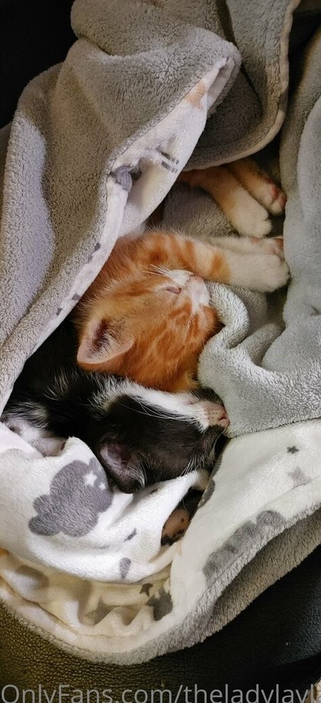 theladylayla pornstar perfect photos