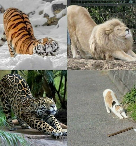 goddessbendis2 sexy pornstar gallery