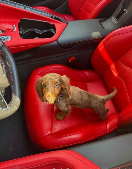 indywright model exclusive images