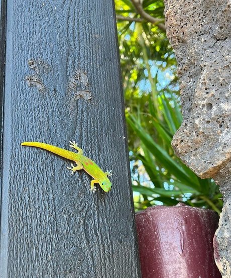 Anika Grace pornstar hot pic