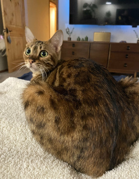 cartercruise nice model gallery