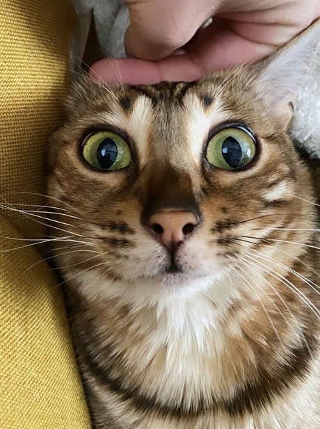 cartercruise star pornographic pic