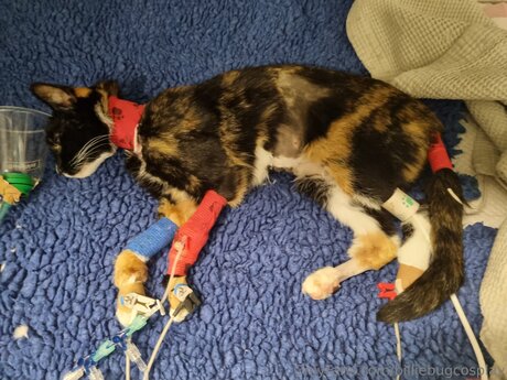 Billiebugcosplay sexy pornstar images