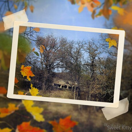 Sweetkitty777 actress pic