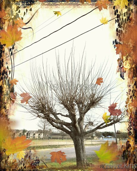 Sweetkitty777 adult model galleries