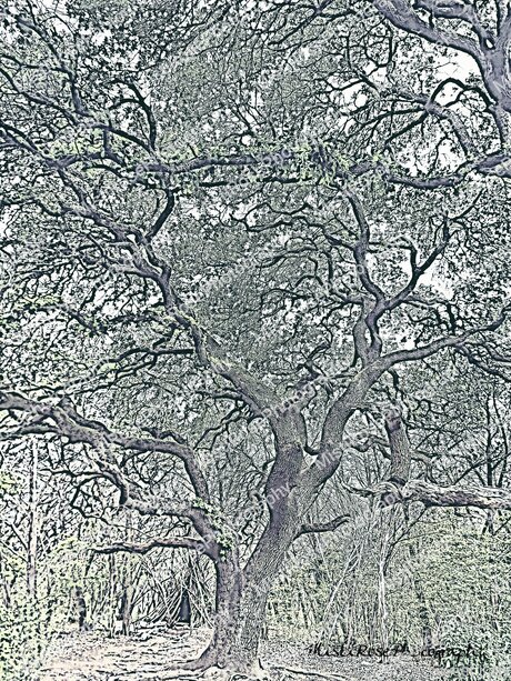 Sweetkitty777 star top images