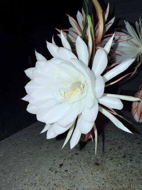 gay tube onlyfans hot nude pic