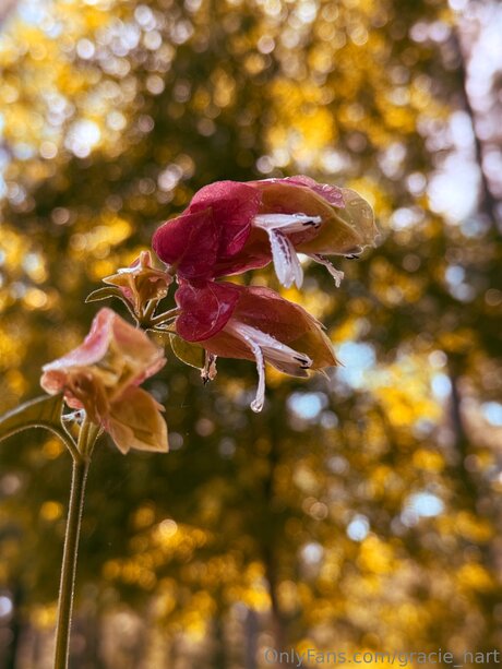 Gracie Hart naked pornstar gallery