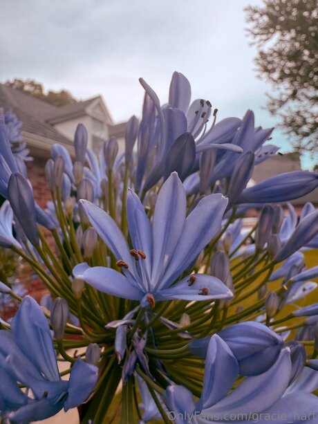 Gracie Hart nice model pics