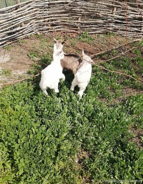 mirniy art actress picture