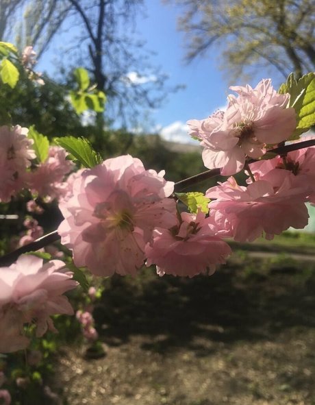 mirniy model pretty img