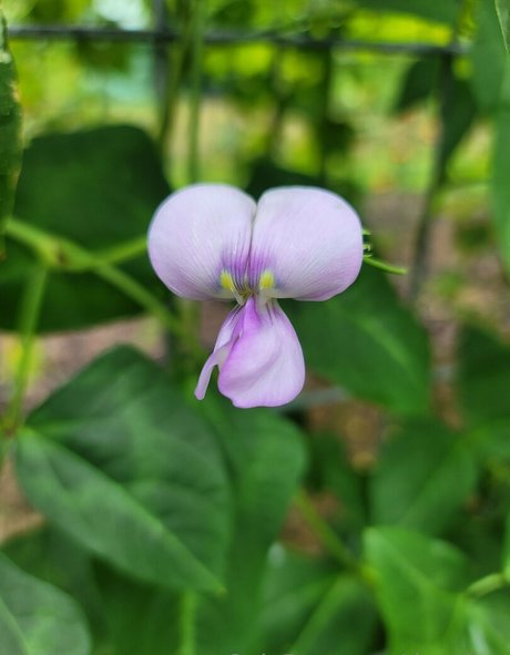 bbc ebony onlyfans sexy nudes pictures