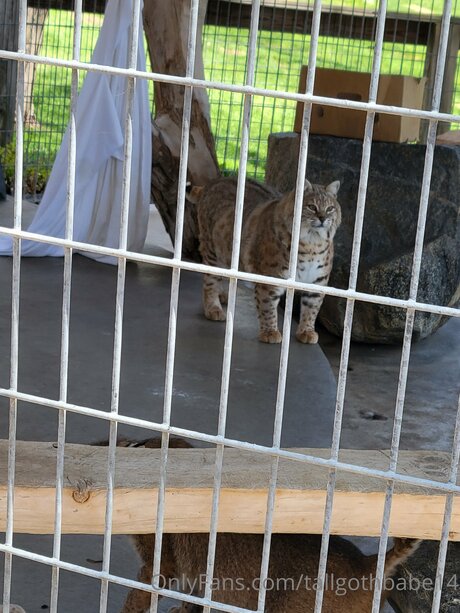 Tallgothbabe14 beautiful actress picture