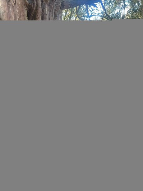 Petite Romani 69 pretty model picture