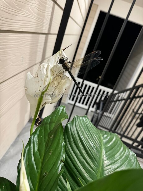 Valeriekingsley model adult pictures