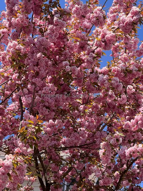 Sarahmoonsg model porn pics