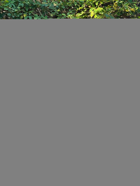 Livwa porn star picture