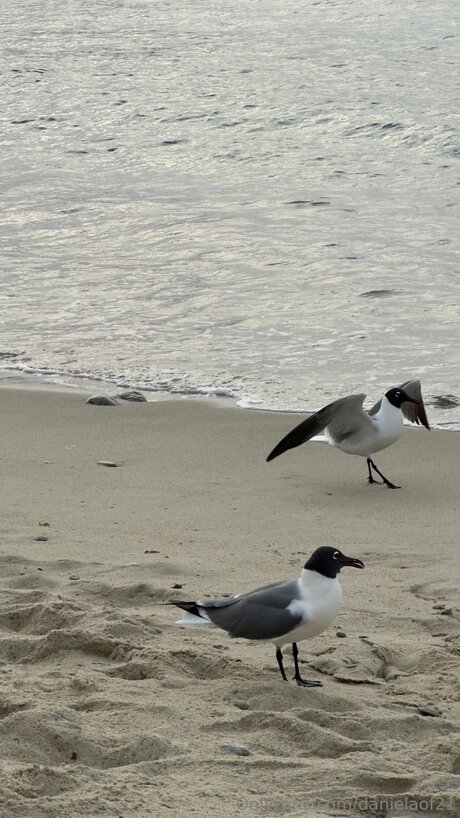 Danielaof21 sex actress photo