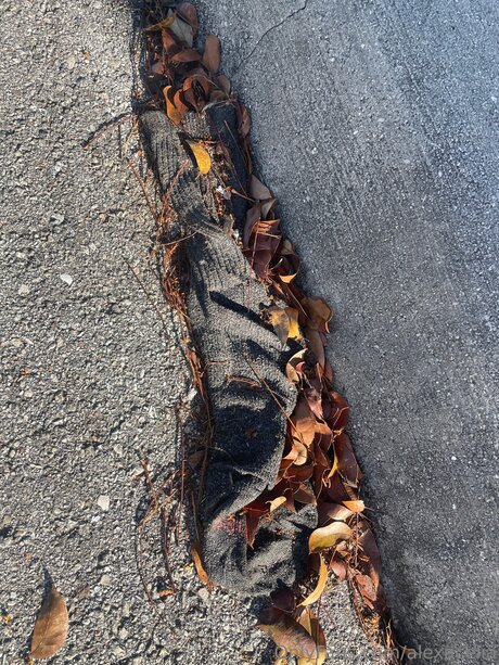 Alexacelia art actress img