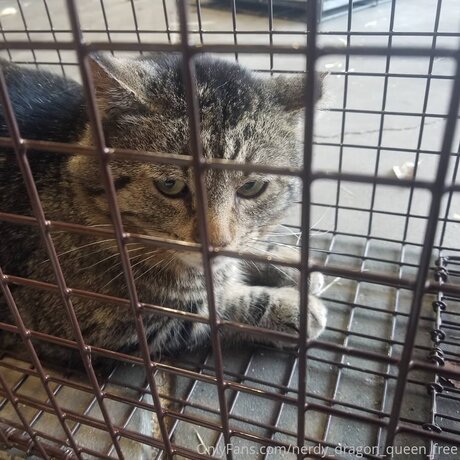 Nerdy Dragon Queen Free pornstar exclusive img