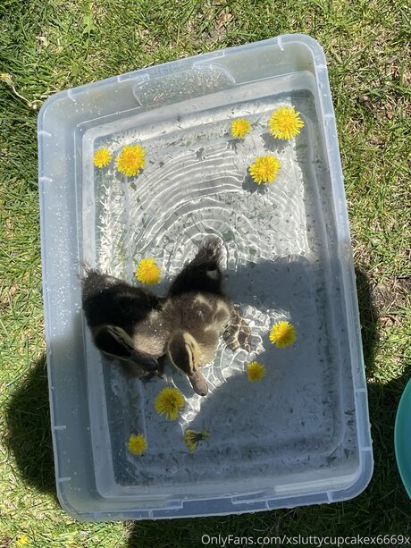 Xsluttycupcakex6669x model porn picture