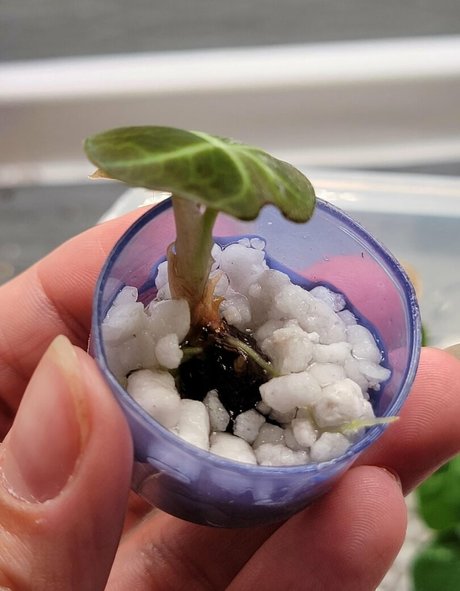 momgenes22 nudes star photos